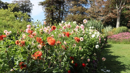 The image shows a vibrant garden filled with various types of flowers in full bloom. The flowers are predominantly shades of red, pink, and white, and they are densely packed together. In the background, there are tall trees and more greenery, indicating that the garden is part of a larger natural setting. The sky is clear with some patches of blue visible through the trees. There is also a well-maintained grassy area to the right side of the image.